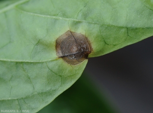 Detail of a young lesion on a pepper leaf (underside).  <i>Colletotrichum</i> sp.  (anthracnose)