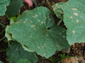 Beginning lesions on cucumber leaf.  Rather circular, sometimes angular, they are brown and necrotic in their center, the leaf tissues show a more livid tint on the periphery.  <i><b>Colletotrichum orbiculare</b></i> (anthracnose)