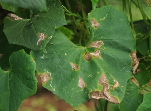 Advanced necrotic lesions on pumpkin leaf.  The spots have taken on a brownish tint, their center is lighter, their periphery chlorotic.  <i><b>Colletotrichum orbiculare</b></i> (anthracnose)