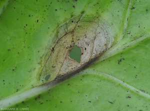 A discreet blackish mold covers the damaged tissues of this cabbage leaf.  <i>Alternaria brassicicola</i> (early blight)
