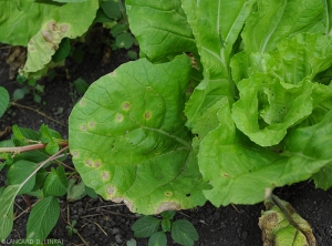 The spots are rather circular, revealing a more or less marked yellow halo.  Some have developed along the edge of the blade of this cabbage leaf.  <i>Alternaria brassicicola</i> (early blight)