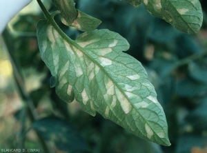 Numerous chlorotic and vein-delimited broods the underside of this tomato leaflet.  <b><i>Leveillula taurica</i></b> discreetly sporulated in places.  (internal powdery mildew, powdery mildew)