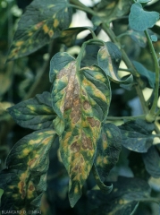 On this tomato leaflet, many spots have finally turned brown and have gradually become necrotic in their center.  <b><i>Leveillula taurica</i></b> (internal powdery mildew, powdery mildew)