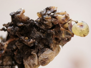 Detail of berries entirely rotten by a <b> <i> Aspergillus </i> sp. </b> (white grape varieties).  (Aspergillus rot)