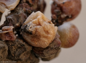 Detail of a berry rotten by an <b> <i> Aspergillus </i> sp. </b> It is soft and dull, shriveled and whitish in color.  The black sporulation of the fungus is clearly visible locally.  (Aspergillus rot)