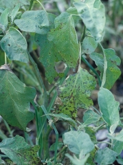 Most of the leaves of this eggplant plant are more or less covered with more or less extensive brown to black spots.  <i><b>Alternaria beringelae</b></i> (ex <i>Alternaria solani</i>, early blight)