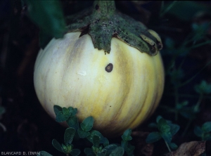 A small brown, concave spot with discrete concentric rings has formed on one side of this fruit.  <i><b>Alternaria beringelae</b></i> (ex <i>Alternaria solani</i>, early blight) on eggplant fruit.