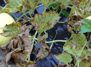 Very strong mildew attack on melon plant.  Necrotic spots affect more or less many leaves.  Some are completely dried out.  (<i>Pseudoperonospora cubensis</i>) (downy mildew)