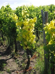 Grapevine severely affected by the <b> short knotted </b>.  Rather stunted in appearance, all its leaves are more or less yellow.  <i> Grapevine fan leaf virus </i> (GFLV)