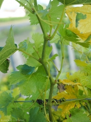 On this branch the internodes are shorter and reveal a "zig-zag" growth.  <i> Grapevine fan leaf virus </i> (GFLV) <b> short knotted </b>