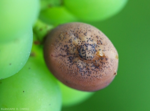 The fully weathered berry begins to shrivel and becomes covered with pycnidia. <i> <b> Guignardia bidwellii </b> </i> (Black rot)