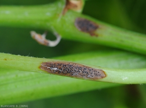 Detail of a black rot lesion on a twig.  It is covered with fruiting bodies of the fungus.  <i> <b> Guignardia bidwellii </b> </i>