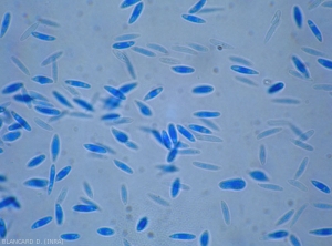 Appearance under a light microscope of alpha spores of <b><i>Phomopsis viticola</i></b> 