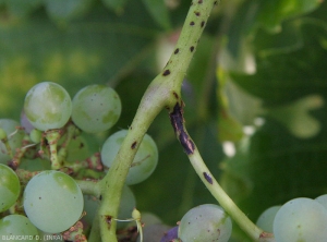 Blackish lesions, elongated, more or less extensive on the stalk caused by <i> <b> Phomopsis viticola </b> </i>