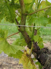 Beginning attack of excoriose on a vine branch.  <b> <i> Phomopsis viticola </i> </b>