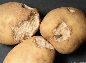 Potato tubers with traces of biting (and excreta) caused by rodents