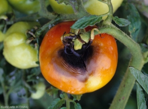 After invading the sepals and the peduncle, <i><b>Alternaria tomatophila</b></i> colonizes this fruit and causes a circular brown to black and depressed alteration (alternaria, early blight)