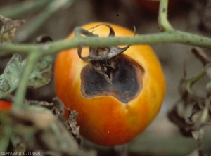 A large off-centre lesion invades the stem area of ​​this tomato fruit.  The affected tissues more or less collapsed and took on a brown to black tint.  <i><b>Alternaria tomatophila</b></i> (early blight)