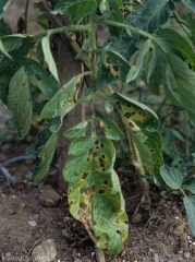 Eventually, the leaflets dotted with numerous brown spots turn strongly yellow, and eventually dry out.  <i><b>Alternaria tomatophila</b></i> (early blight)