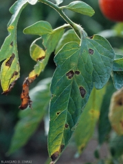 Young brown to black spots, more or less rounded or sometimes angular when delimited by the veins, on tomato leaflet.  <i><b>Alternaria tomatophila</b></i> (early blight)