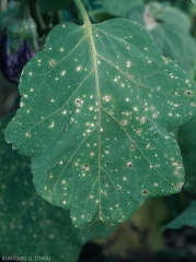 Small rounded or sometimes slightly angular spots, initially brown, the center of which becomes lighter (gray) and splits.  <i><b>Stemphylium solani</b></i> (stemphyliosis, gray leaf spot)