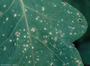 Slight chlorosis of the leaf blade on the periphery of the spots.  <i><b>Stemphylium solani</b></i> (stemphyliosis, gray leaf spot)