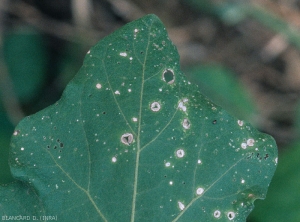 Some spots may merge causing very significant damage in the long term.  <i><b>Stemphylium solani</b></i> (stemphyliosis, gray leaf spot)