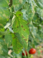 Appearance of the spots caused by <i><b>Passalora fulva</b></i> and observed by transparency on the underside of the leaflets.  (<i>Mycovellosiella fulva</i> or <i>Fulvia fulva</i>) (cladosporiosis, leaf mold)