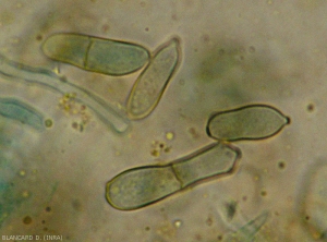 Detail of the most characteristic bicellular conidia of the asexual form of <b><i>Passalora fulva</i></b> (cladosporiose, leaf mold)