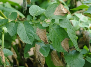 Phytophthora-Tomate1