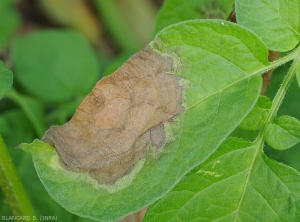 Phytophthora-Tomate3