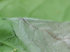 Phytophthora-Tomate5