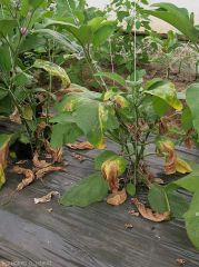 Several lower leaves of this eggplant plant show discoloured, chlorotic or even necrotic sectors of the lower leaf blades.  <b><i>Verticillium dalhiae</i></b> (verticillium wilt, <i>Verticillium</i> wilt)