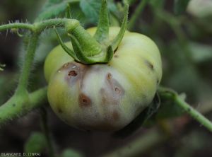Mouche-fruits-tomate3