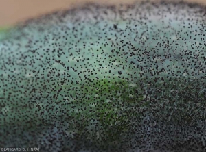 Detail of <i><b>Choanephora cucurbitarum</b></i> fruiting bodies.  Note the numerous pinhead structures.  (Choanephora rot, cucurbit flower blight)