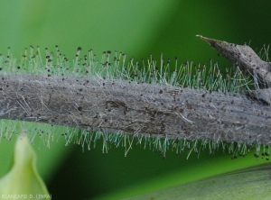 Formation of numerous sporocysts (or sporangium) on plant tissues infected by <i><b>Choanephora cucurbitarum</b></i>.  (Choanephora rot, cucurbit flower blight)