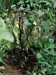 Several lower leaves of this aubergine plant are withering;  some are more or less chlorotic.  (<i><b>Sclerotium rolfsii</i></b>)