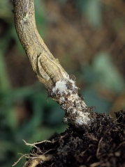 Moist lesion surrounding the base of the stem of an eggplant plant.  It is topped by earth clumped together by the dense mycelium of the fungus.  (<i>Sclerotium rolfsii</i>)