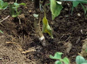 Moist lesion surrounding the base of the stem of an eggplant plant.  (<i>Sclerotium rolfsii</i>)