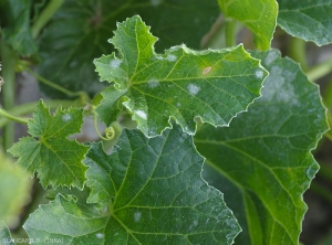 A few circular spots, powdery and whitish, gradually extend over this melon leaf.  <b><i>Podosphaera xanthii</i></b> or <i><b>Golovinomyces cichoracearum</b></i> (powdery mildew)