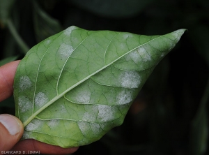 Under the blade of this pepper leaf, <b><i>Leveillula taurica</i></b> has sporulated enormously.  (internal powdery mildew, powdery mildew)