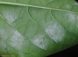 Heavy sporulation of <b><i>Leveillula taurica</i></b> on the underside of a pepper leaf.  (internal powdery mildew, powdery mildew)