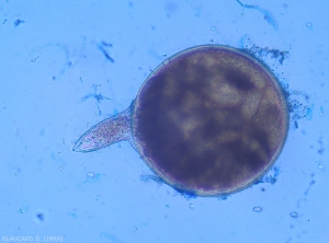 On this female extirpated from a gall, we can clearly see her stylet.  <b><i>Meloidogyne</i> spp.</b> (root-knot nematodes)