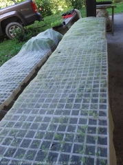 Cabbage plant nursery under insect-proof netting.  (Guyana)