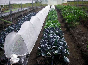 Filet at the start of zucchini cultivation.  The net will be removed at the time of flowering.  (Source: APAPAG-Guyana)