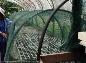 Nursery under netting to prevent the entry of various pests.  (Guyana)