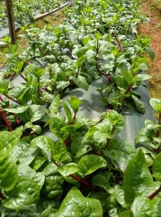 Mulching with woven fabric for a baselle crop