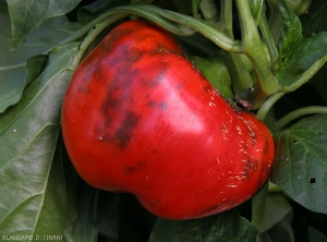 The young leaves of this capsicum apex are narrower, even filiform.  <b>Cucumber mosaic virus</b> (<i>Cucumber mosaic virus</i>, CMV)