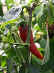 Numerous brownish, elongated necrotic lesions are visible on this pepper stem.  <b><i>Cucumber mosaic virus</b></i>(