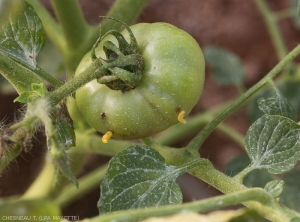 Ncyanescens-Tomate-3